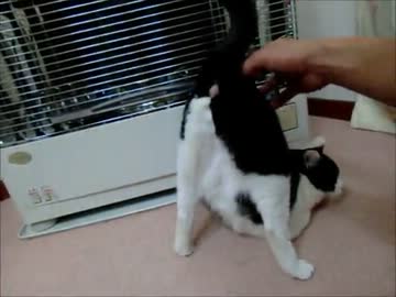 尻をクィッと上にあげる猫