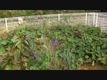 うぽぽ隊長ことスズメガの動画