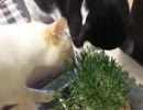【JAM猫】草に群がりすぎる猫様