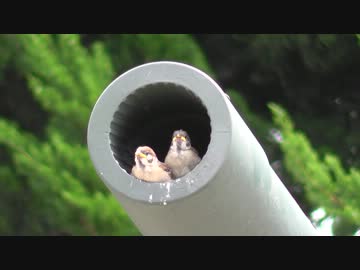 戦車で子育て中のスズメ