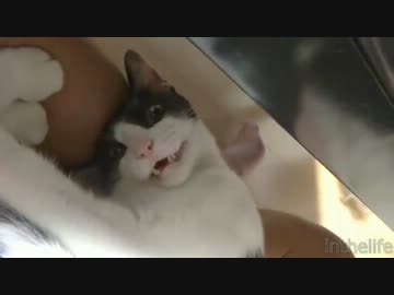 エレクトリックにゃんこ先生♪