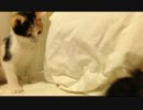 【子猫】あさりとしじみの成長記録 vol.1