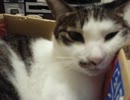 【JAM猫】頭隠してお尻丸出しw