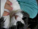 月見時雨みぞれニビ: かみねこ動画