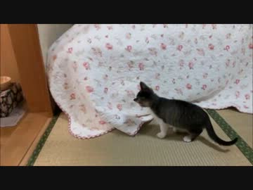 柴犬と子猫のかくれんぼ