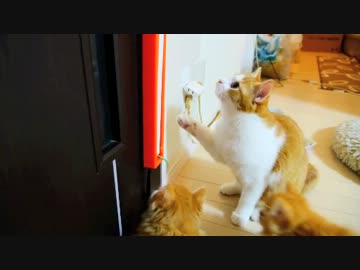 【マンチカンズ】マンチカンと全自動ねこじゃらし２