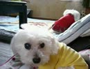 耳が遠くなった老犬ワンコ　リリー