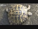 足を怪我した亀に救急処置
