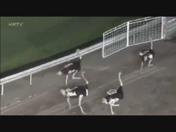 【世界の競馬場から】ダチョウ