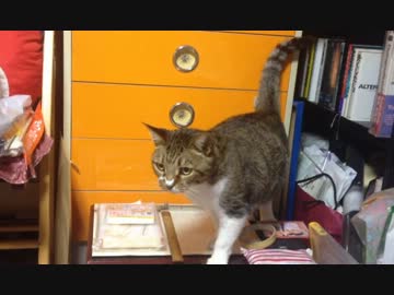 嫁の実家でデブ猫が部屋を探検してた