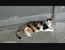 猫好き巡礼の旅【猫の島・伊吹島】その１7