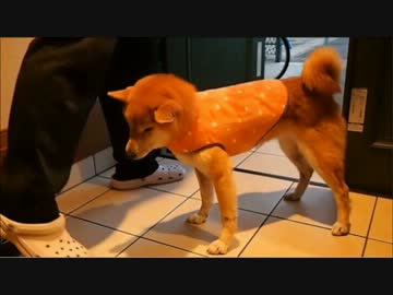 荒ぶる柴犬にUCつけてみた