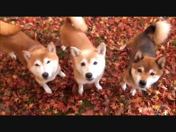 紅葉と柴犬ひかいちめろ