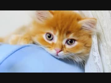 【マンチカンリターンズ】マンチカンの子猫うるる