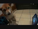 CMのときだけ動画から目をそらす柴犬クッキーさん HDR-AS30V