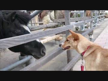 愛犬ナナと暮らしましょう（1年と227日目）～友達作り～