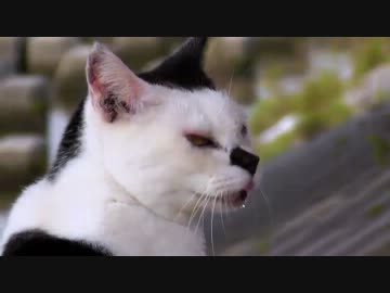 秋の快晴これぞ猫日和【魚くれくれ野良猫】