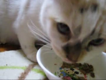 【ミィ】ネコ草ふりかけご飯が好きな猫【part7】