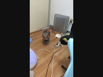 家の猫と猫語で会話してみた