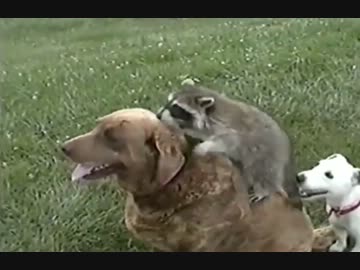 アライグマは大きい犬が最高の友達