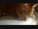 うちの猫様達24