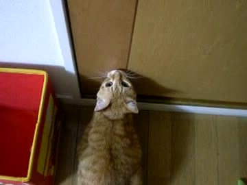 拾いねこ＠生後508/475目　今日は少し暖かかったですねー。