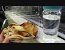 イカ焼き列車で行こう　♪