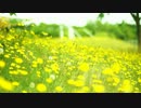 【あすぱら】日常で見てきた風景たち【Daisy】