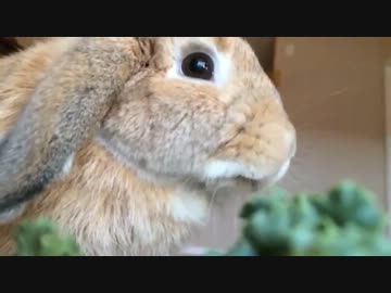 うさぎの食事（スローモーション）