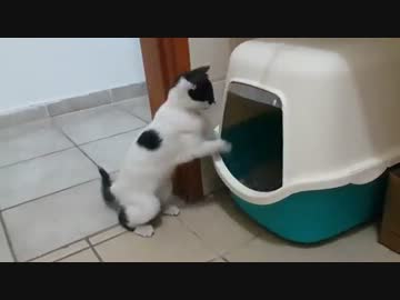 ボクシングの練習をするぬこ