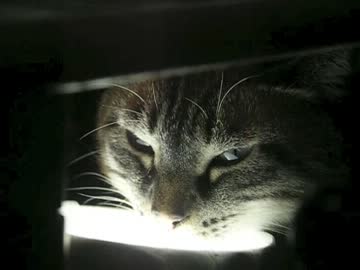 ジャンくんの可愛さ炸裂！　お化けだぞー！