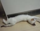【JAM猫】仔猫の成長