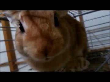うちのペット