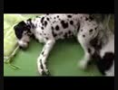 おばあちゃん家のわんちゃん part2