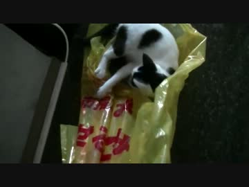 袋を取り上げようとするとキチガイになるネコ