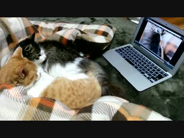 仲良く動画鑑賞するねこ