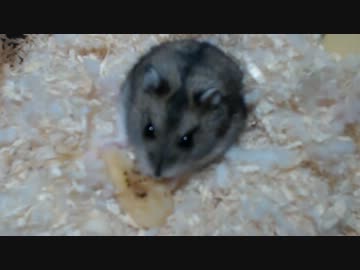 ハムスターにバナナチップをあげてみた