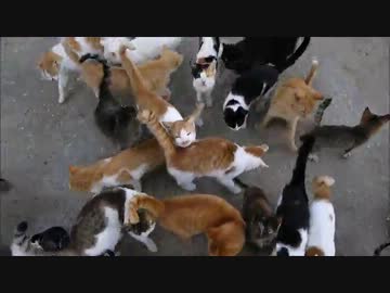 香川にある猫島の男木島に行ってきた