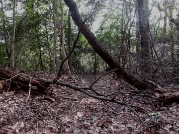 桜の季節　伊吹を歩く 13