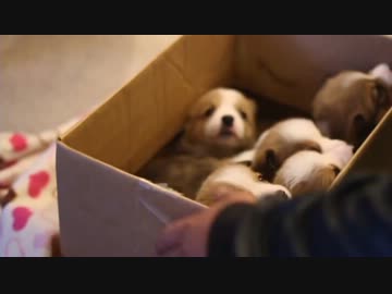 ダンボール詰めでやってきたコーギーの赤ちゃん