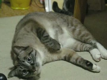 ジャンくんの自由　家猫の自由