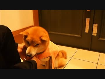 服を着ると落ち込み、脱ぐと荒ぶる柴犬クッキーさん 2