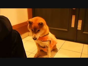 服を着ると落ち込み、脱ぐと荒ぶる柴犬クッキーさん 3