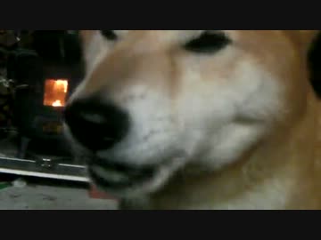 柴犬ジロー　ジャーキー