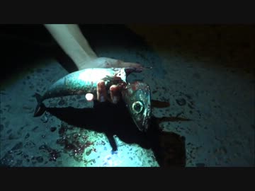 アウトドアをやろう！　八丈おっさん冒険記　PART2