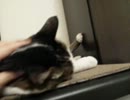 【JAM猫】完全なるシカト…
