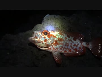 アウトドアをやろう！　八丈おっさん冒険記　PART５