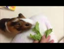 【しゃけ】お部屋でお散歩