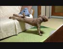 独特のストレッチをする我が家の愛犬