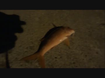 アウトドアをやろう！  八丈おっさん冒険記　PART７